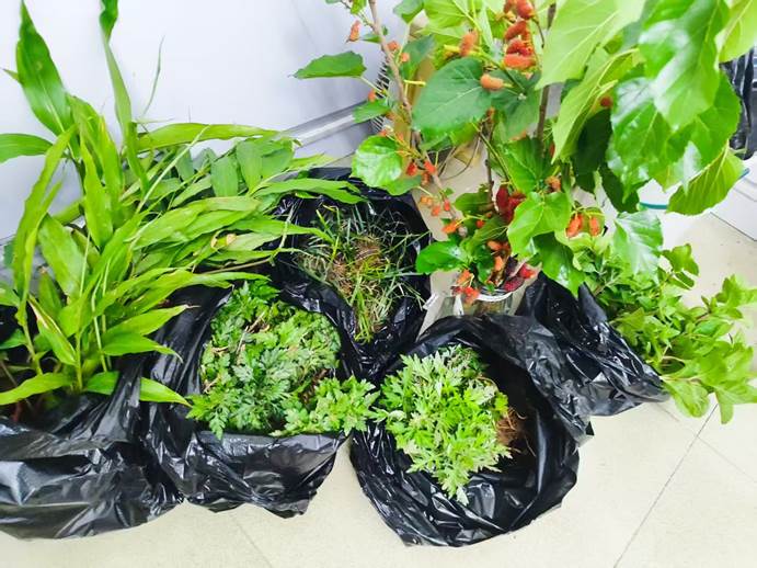 种植准备的种苗